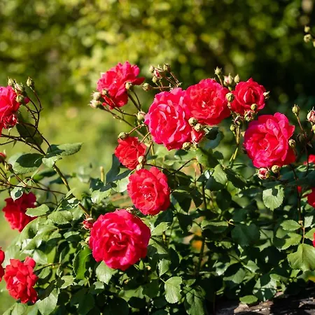 Bellandi בית חווה